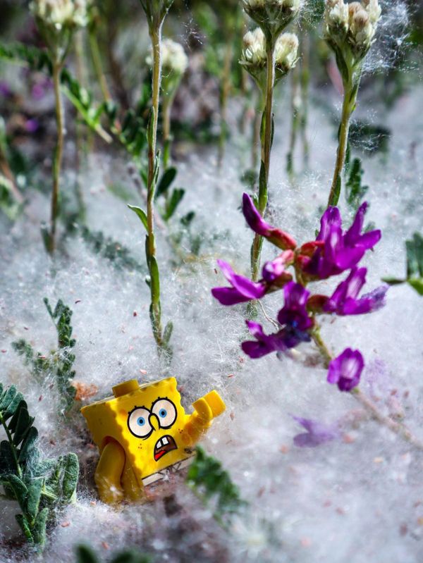 SpongeBob from Chum Bucket in aspen fluff