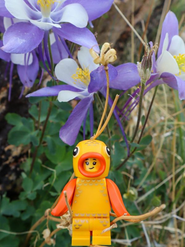 Goldfish and columbine